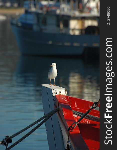 A sea gull sitting on the prow of a boat in a harbour in Australia. A sea gull sitting on the prow of a boat in a harbour in Australia