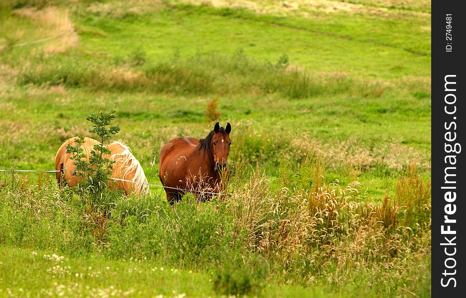 Horses On Pasture