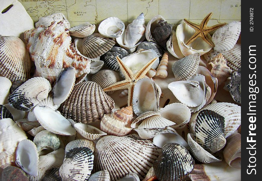 Collection of seashells on an old marine map background. Collection of seashells on an old marine map background