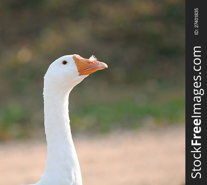 Domestic Goose with Feather in Its Nostril