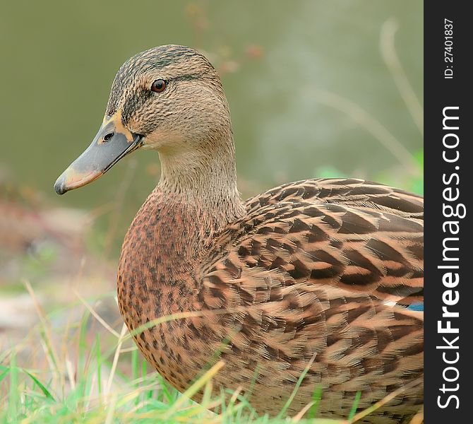 Cute Mallard Duck Close-Up