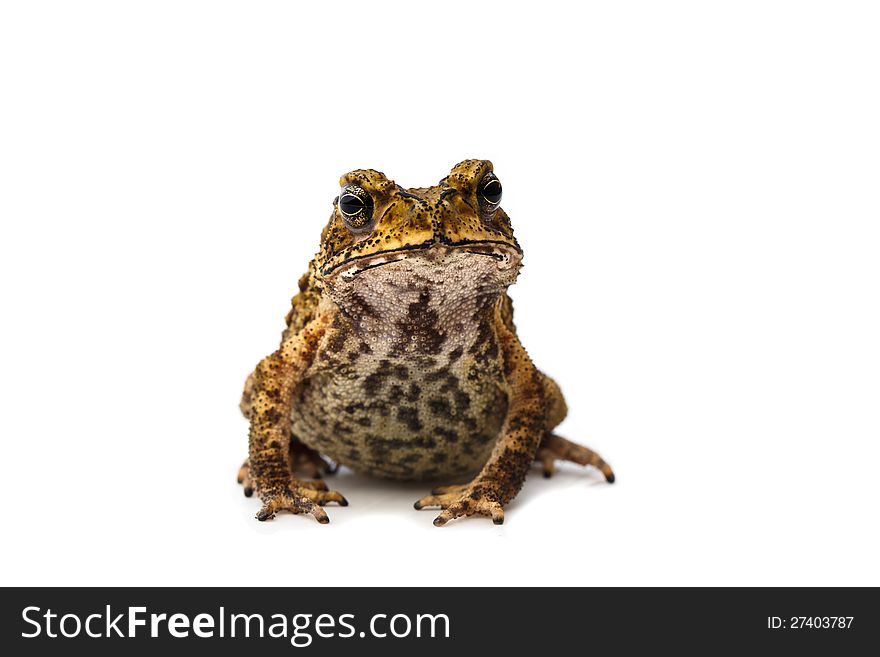 Closeup Toad,  on white background