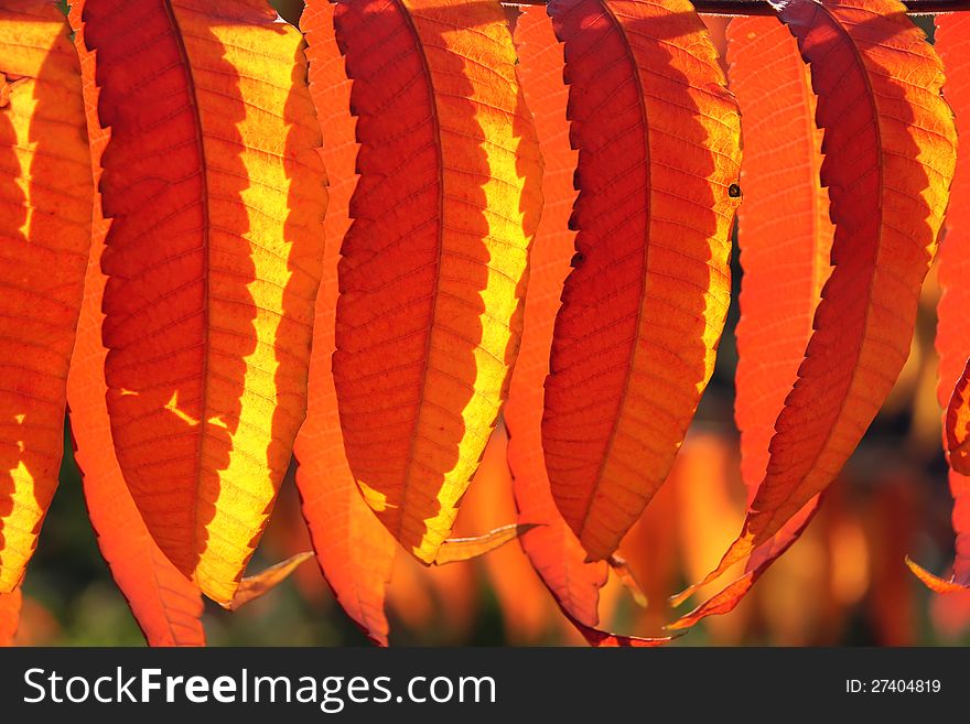 The close-up of autumnal leaves of rhus typhina