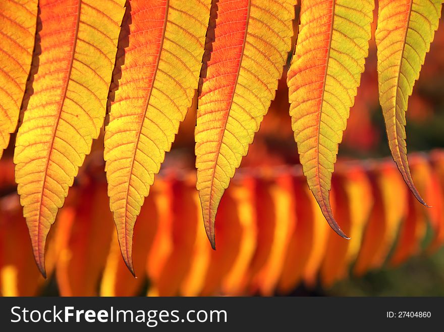 The close-up of autumnal leaves of rhus typhina