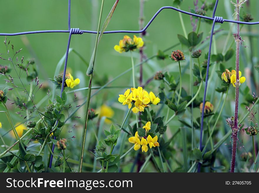 A barbed in a green garden. A barbed in a green garden