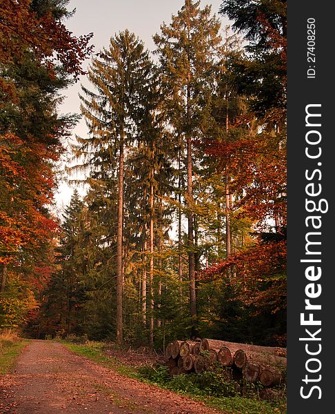 Pathway through the autumn forest