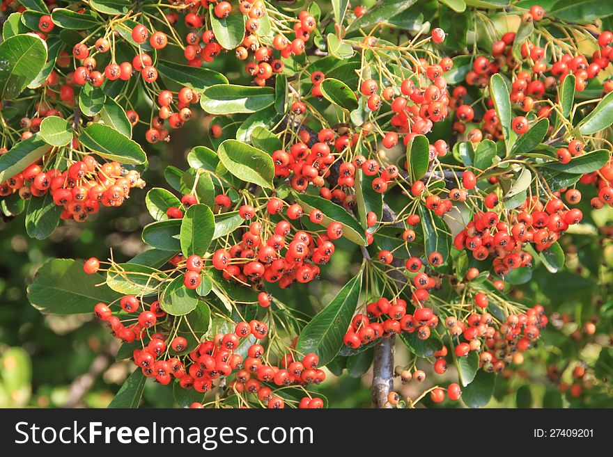 Clusters red berries on bush with green foliage.