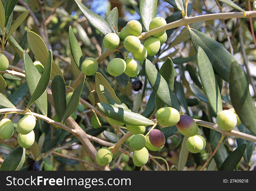 Ripe berries of the olive by autumn