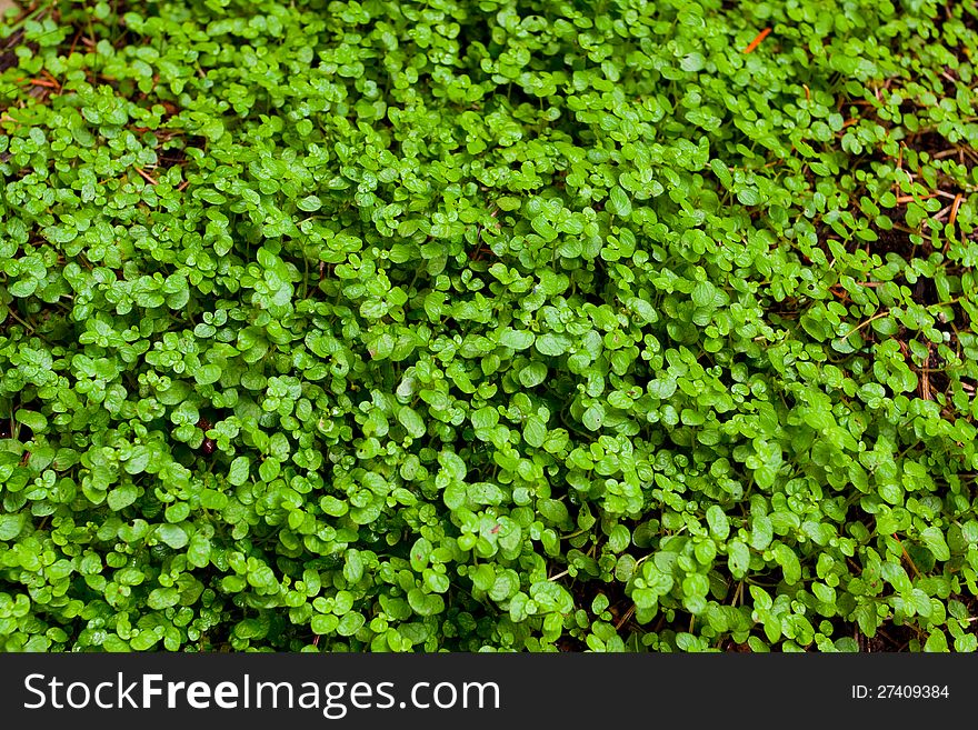 An abstract image of a patch of green clover plant is photographed in a way that shows the texture of this possible background plantlife image. An abstract image of a patch of green clover plant is photographed in a way that shows the texture of this possible background plantlife image.