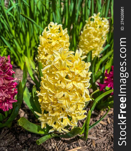 Bright blooming flowers on a background of green grass