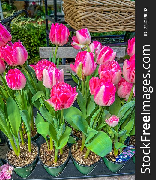 Pink tulips in pots closeup