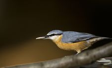 Nuthatch Royalty Free Stock Photos