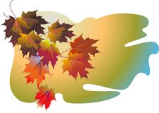 Vector Fall Leaves Stock Images