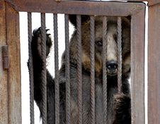 Bear Behind Bars Stock Images Bear Behind Bars Stock Images