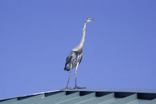 Blue Heron Standing Tall Royalty Free Stock Photo