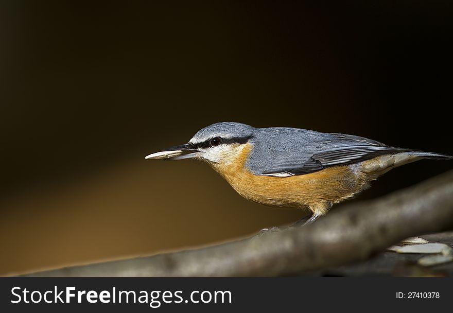 Nuthatch is perching on a tree branch