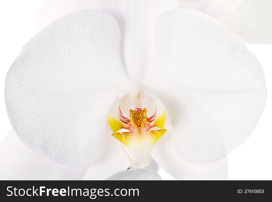 Close-up of white orchids flowers on white background