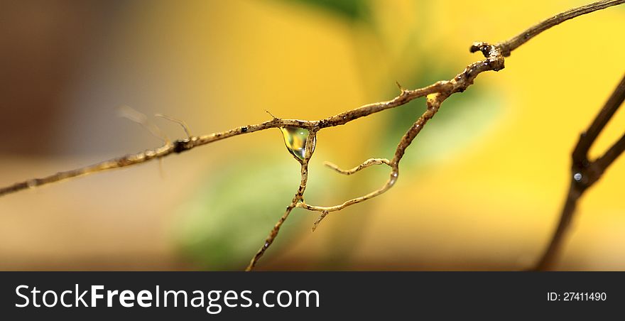 Macro image of leaves and drops of water. Macro image of leaves and drops of water