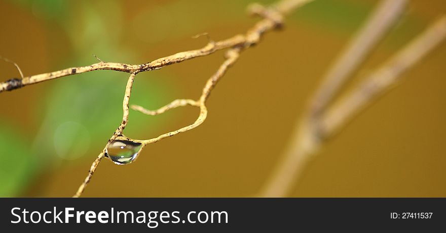 Macro image of leaves and drops of water. Macro image of leaves and drops of water