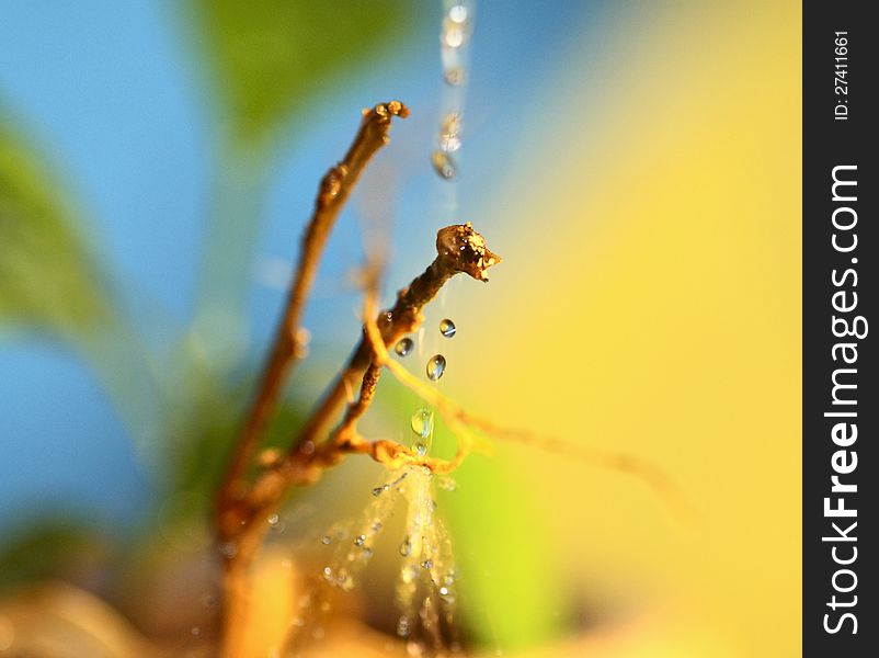 Macro image of leaves and drops of water. Macro image of leaves and drops of water