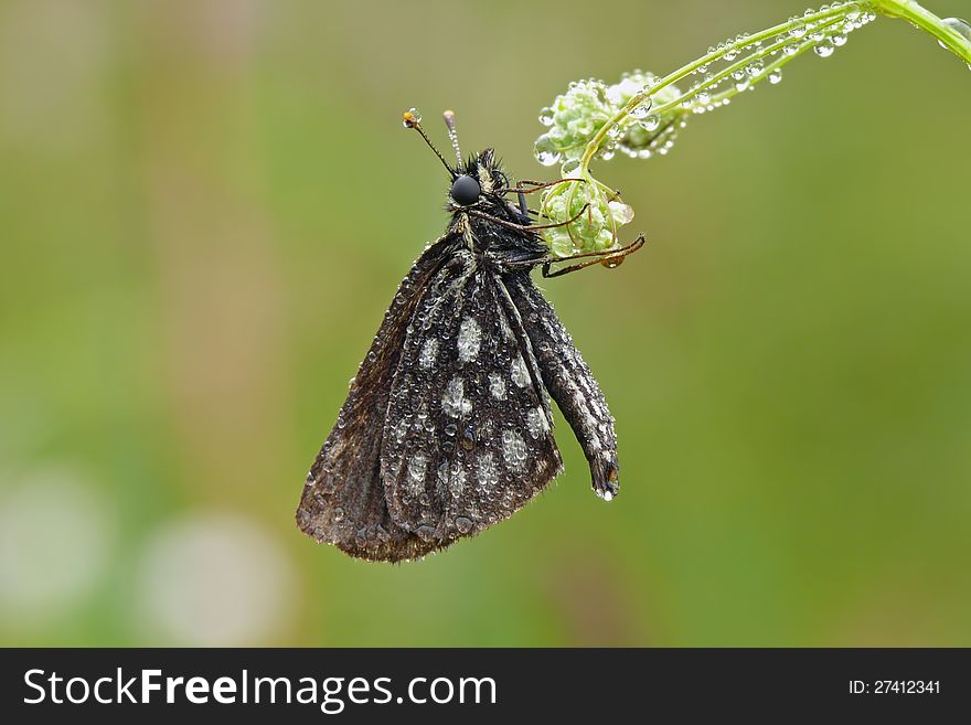 The large chequered skipper (Heteropterus morpheus). Early dewy morning. The large chequered skipper (Heteropterus morpheus). Early dewy morning.