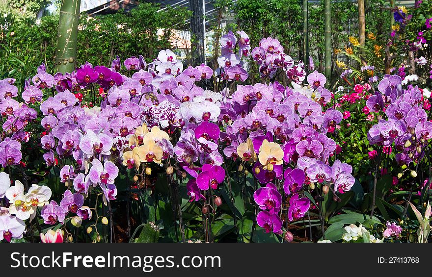 This is a picture of a formal garden and flower