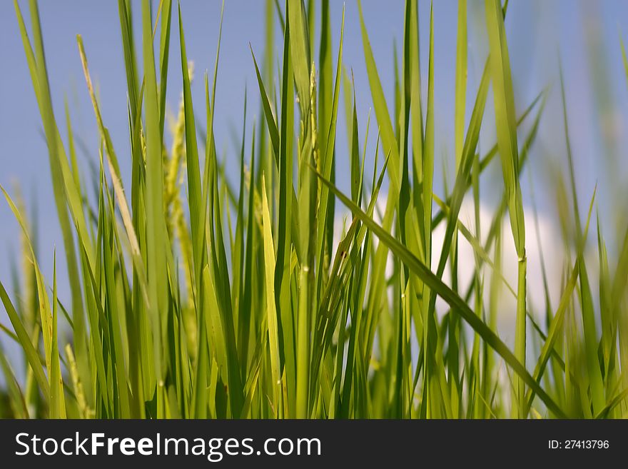 A photo of close up of a rice in a filed. A photo of close up of a rice in a filed