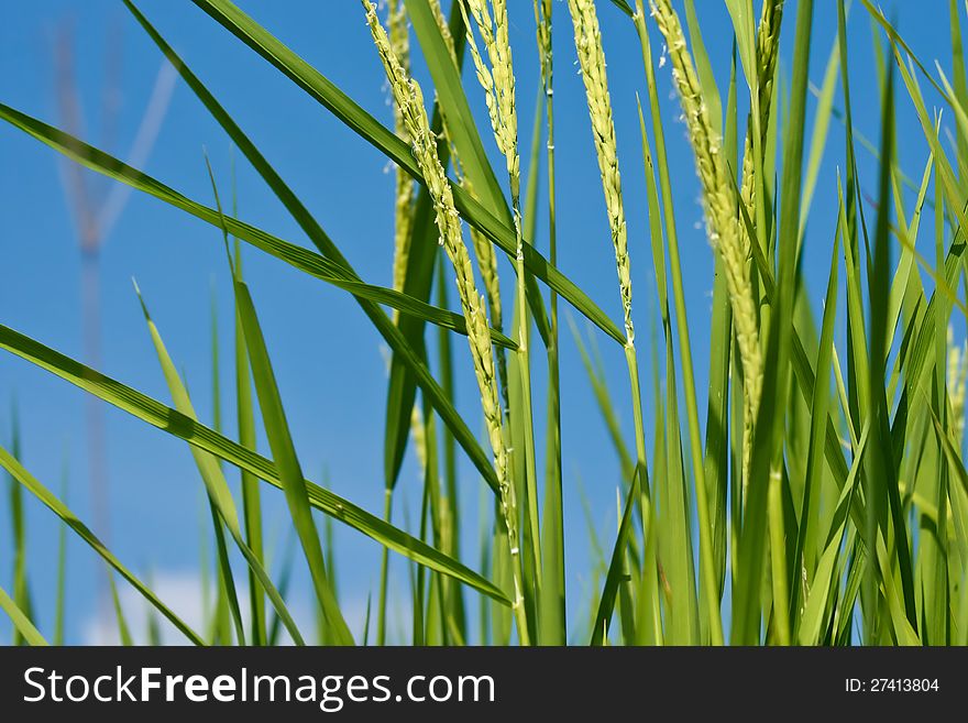 A photo of close up of a rice in a filed. A photo of close up of a rice in a filed