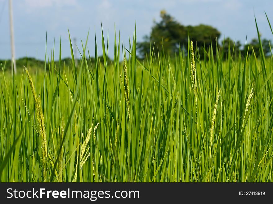 A photo of close up of a rice in a filed. A photo of close up of a rice in a filed