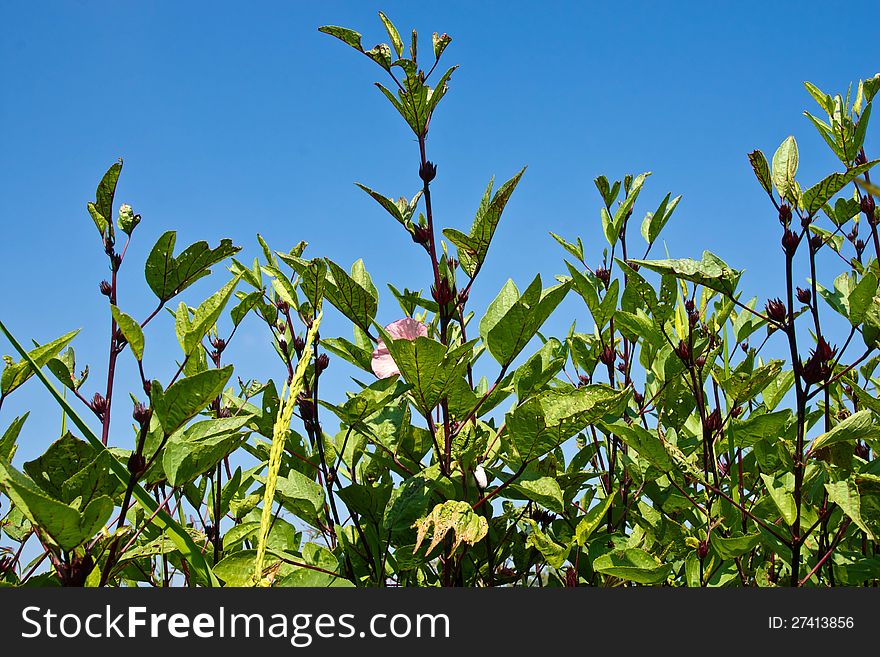 Closed up Roselle and blue sky