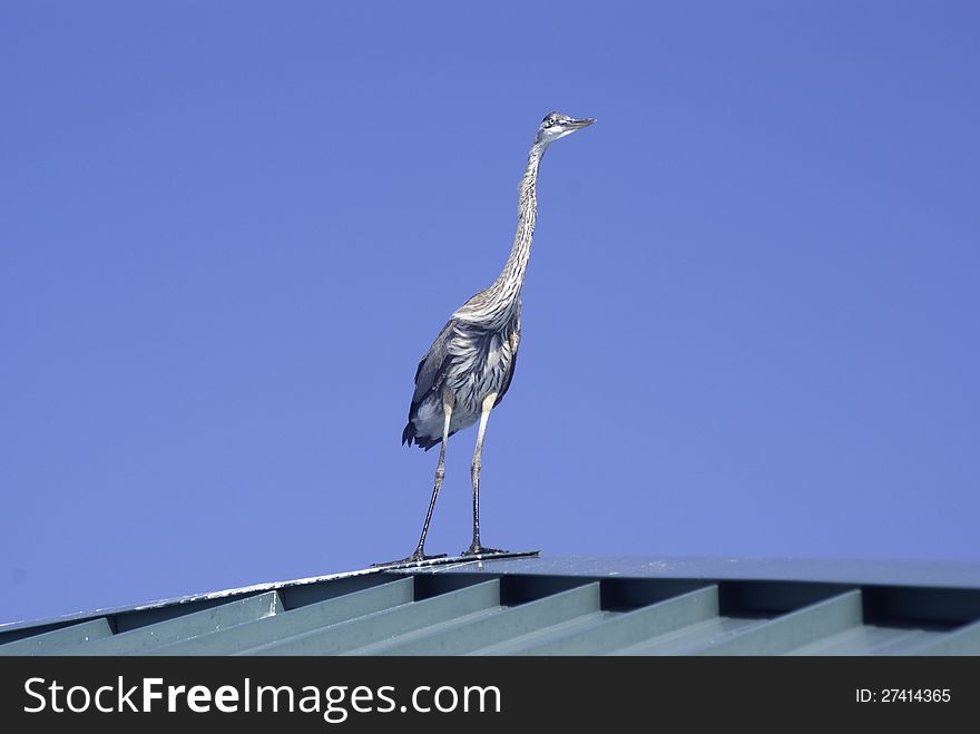 Blue Heron standing on the roof of a fishing pier. Blue Heron standing on the roof of a fishing pier.