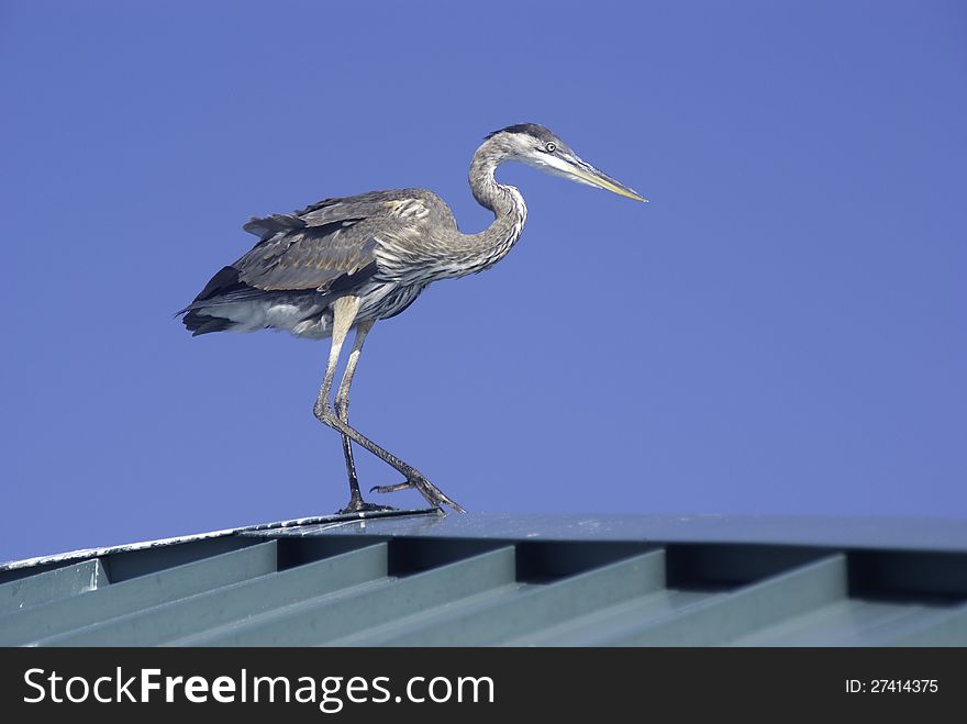 Blue Heron on the roof of a fishing pier.