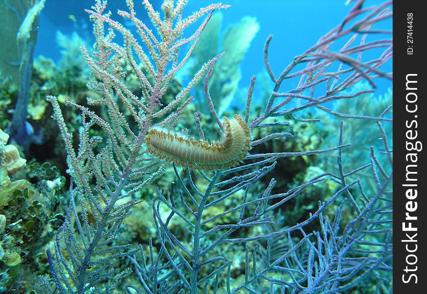 Fire worm dancing in front of coral on a ocean reef. Fire worm dancing in front of coral on a ocean reef.