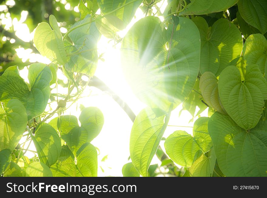 Sun-rays through leaves