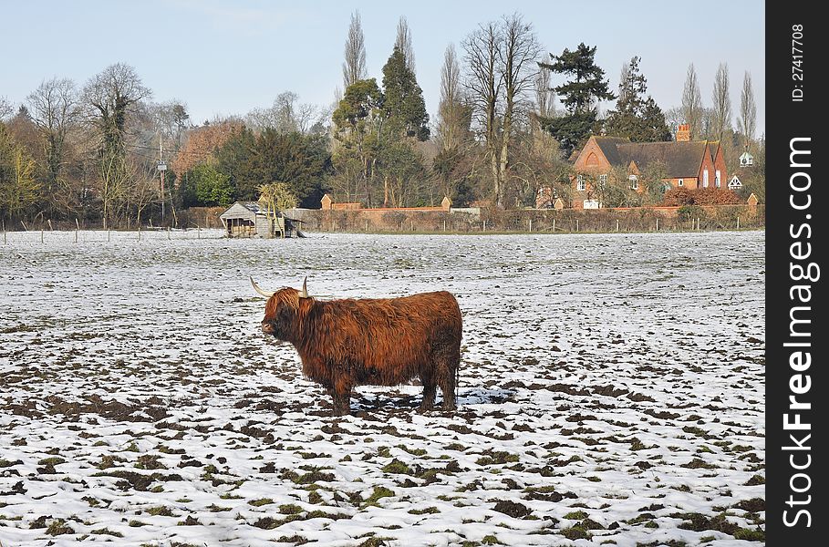 Longhorn Highland Cow standing in the snow