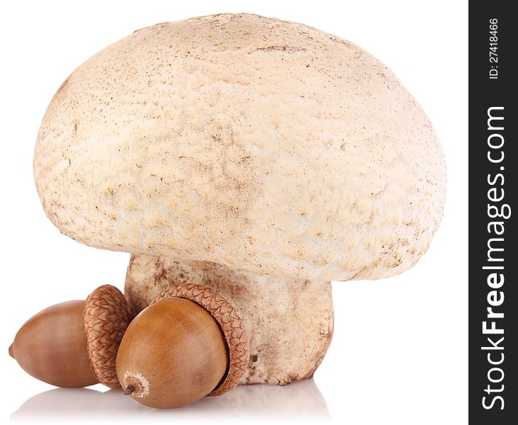 Big champignon with acorns on white background