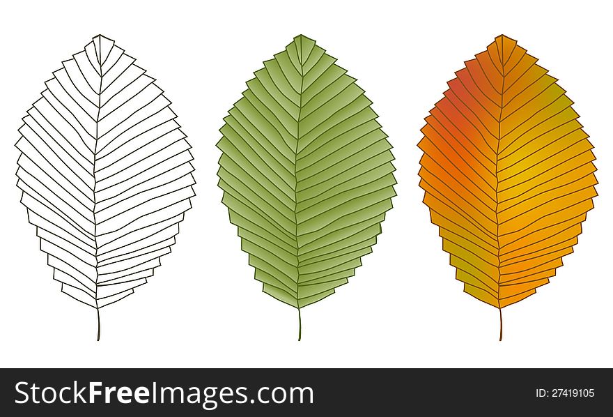 Three leaves on white background. Vector Illustration. Three leaves on white background. Vector Illustration