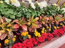 Plant Life Decoration In Front Of Our Homes Add Positivity To Human Living Stock Photography
