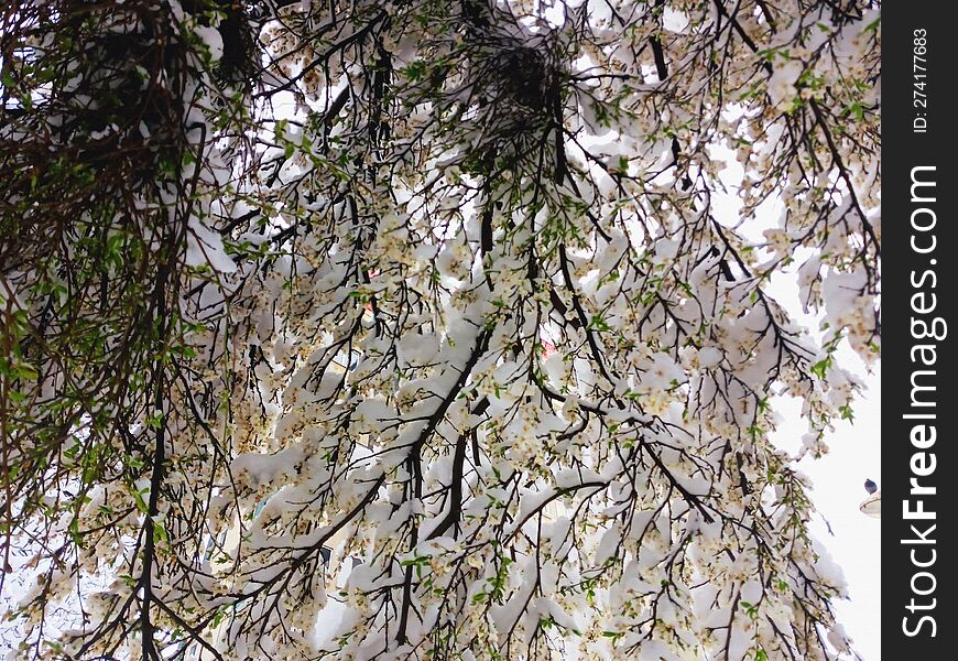 Blossom branches covered in April snow