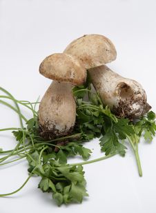 Mushrooms - Boletus Royalty Free Stock Photos Mushrooms - Boletus Royalty Free Stock Photos