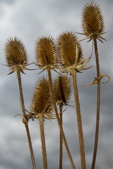 Thistles Royalty Free Stock Images Thistles Royalty Free Stock Images