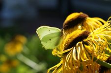 Butterfly Beautiful Fairy Tail Lime-green In Back Light Royalty Free Stock Photography Butterfly Beautiful Fairy Tail Lime-green In Back Light Royalty Free Stock Photography