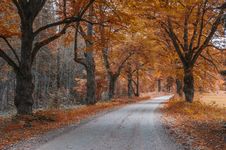 Country Road Among Old Autumnal Oaks Royalty Free Stock Photos Country Road Among Old Autumnal Oaks Royalty Free Stock Photos