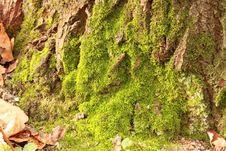 Moss On The Old Tree Royalty Free Stock Image