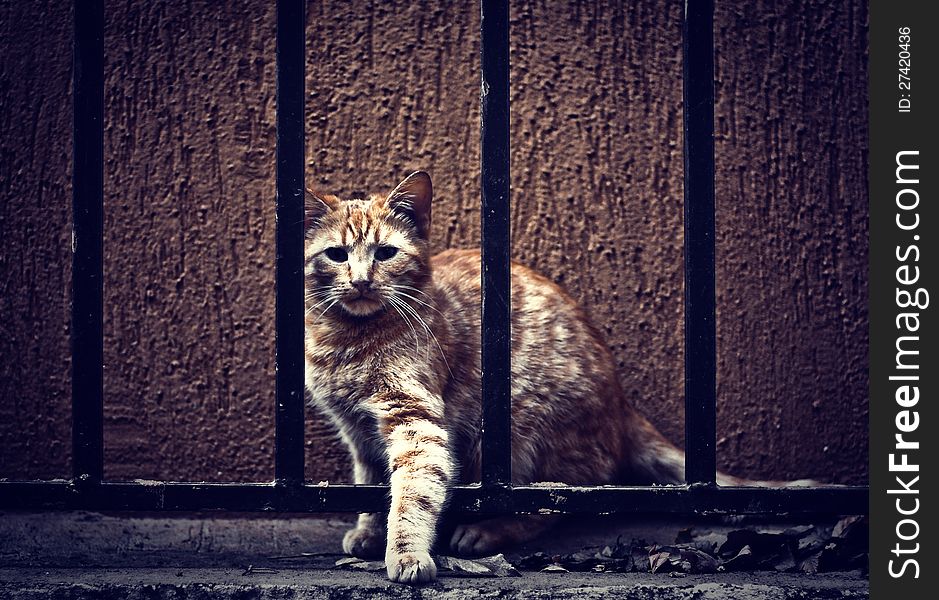 Cat behind fence, bars.
