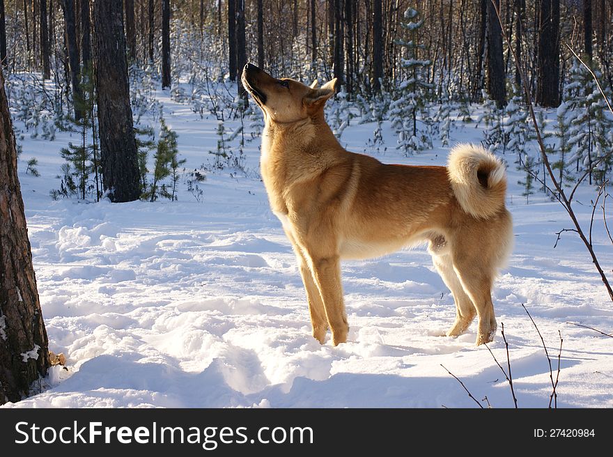 In winter forest dog waits squirrel. In winter forest dog waits squirrel