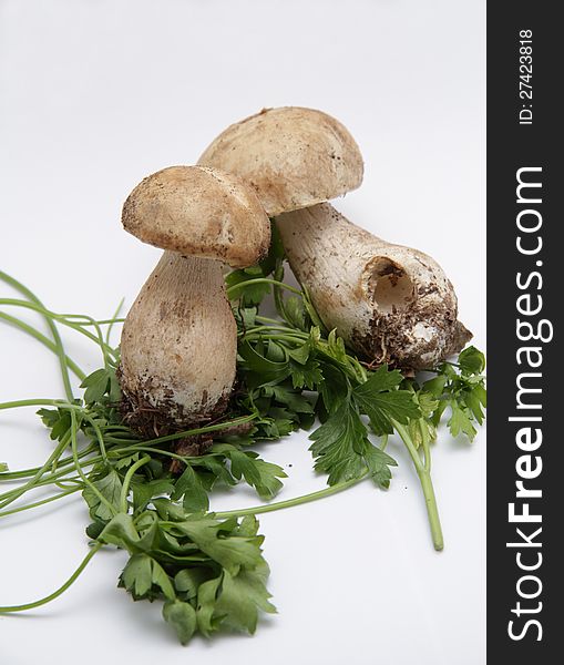 Mushrooms on a white background. Mushrooms on a white background