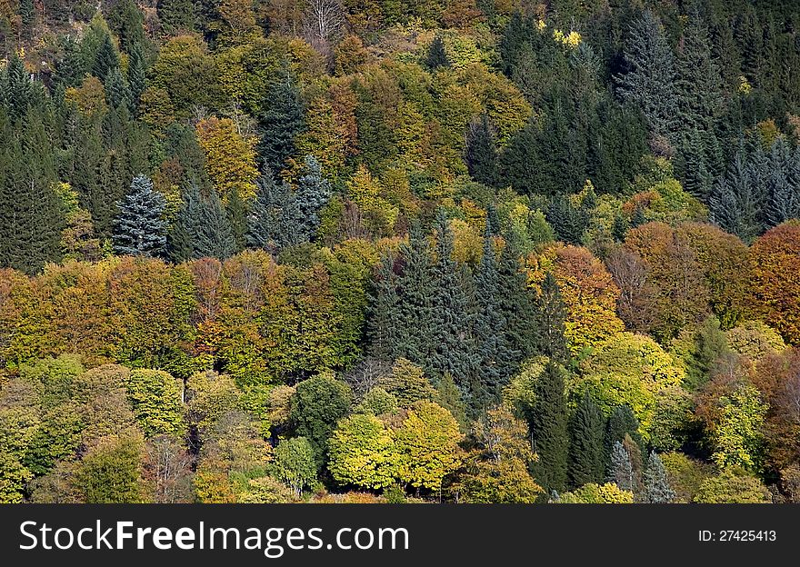 Assorted trees on mountain in outdoor scene. Assorted trees on mountain in outdoor scene