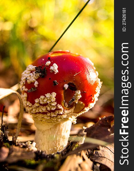 Photography of a red and dangerous poisonous mushroom in the forest. Photography of a red and dangerous poisonous mushroom in the forest