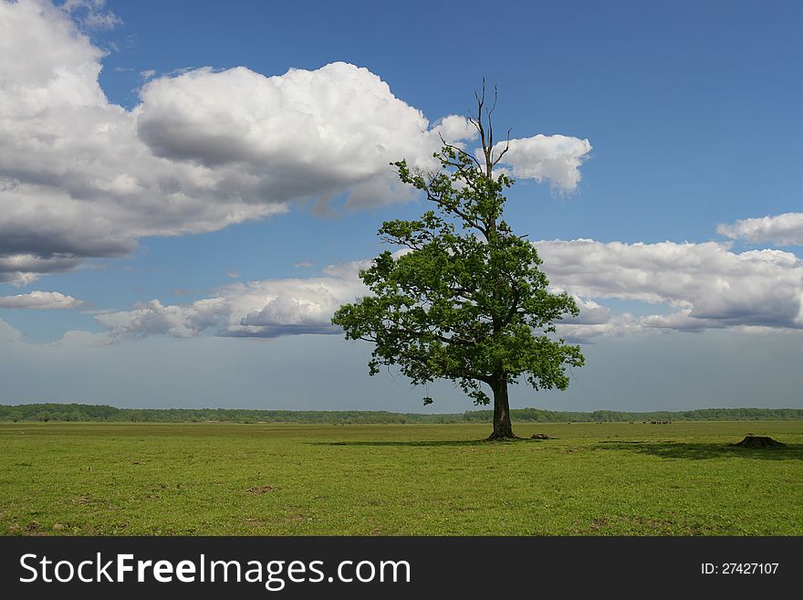 Tree in a green field on blue sky. Tree in a green field on blue sky